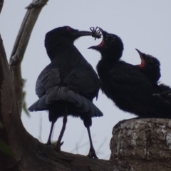 Corcorax melanorhamphos (White-winged Chough) at Red Hill, ACT - 4 Oct 2018 by roymcd