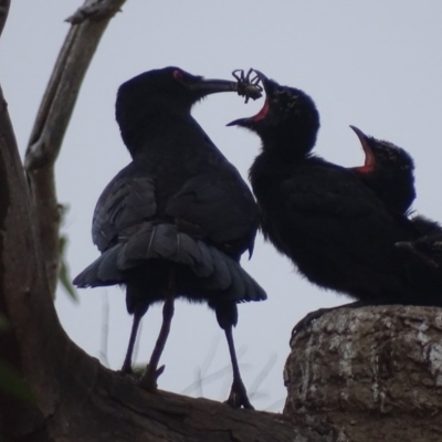 Corcorax melanorhamphos (White-winged Chough) at Red Hill, ACT - 3 Oct 2018 by roymcd