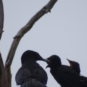 Corcorax melanorhamphos at Red Hill, ACT - 4 Oct 2018