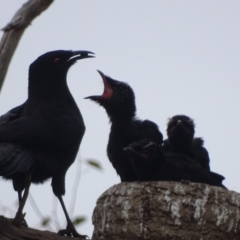 Corcorax melanorhamphos at Red Hill, ACT - 4 Oct 2018