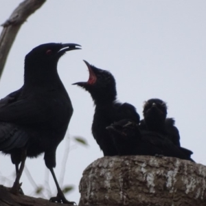 Corcorax melanorhamphos at Red Hill, ACT - 4 Oct 2018