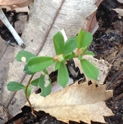 Unidentified at Booderee National Park1 - 2 Oct 2018 by MeenaS