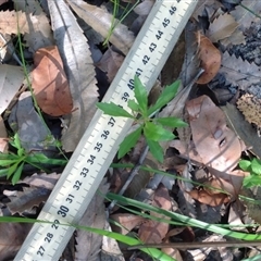 Unidentified at Booderee National Park1 - 2 Oct 2018 by MeenaS