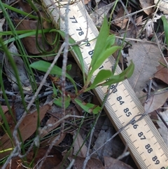 Unidentified at Booderee National Park1 - 2 Oct 2018 by MeenaS