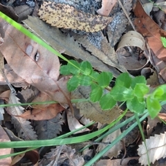 Unidentified at Booderee National Park1 - 2 Oct 2018 by MeenaS