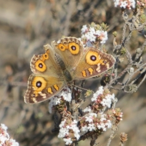 Junonia villida at Theodore, ACT - 10 Sep 2018