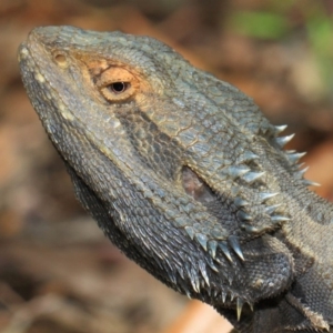 Pogona barbata at Acton, ACT - 2 Oct 2018