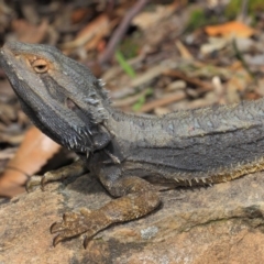 Pogona barbata at Acton, ACT - 2 Oct 2018