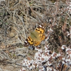 Vanessa kershawi (Australian Painted Lady) at Theodore, ACT - 10 Sep 2018 by Owen