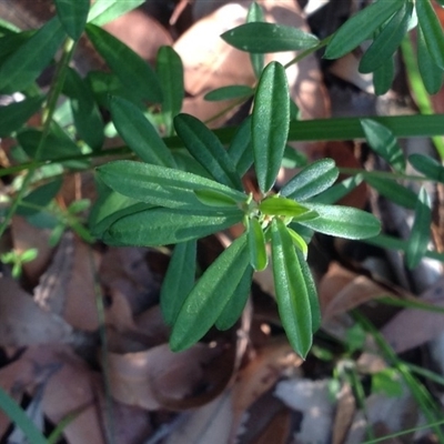 Unidentified at Booderee National Park1 - 2 Oct 2018 by MeenaS