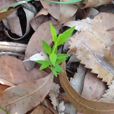 Unidentified at Booderee National Park1 - 2 Oct 2018 by MeenaS