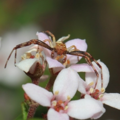 Australomisidia sp. (genus) (Flower spider) at ANBG - 2 Oct 2018 by TimL