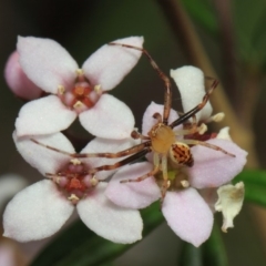 Australomisidia sp. (genus) at Acton, ACT - 2 Oct 2018