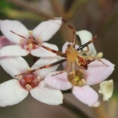 Australomisidia sp. (genus) at Acton, ACT - 2 Oct 2018