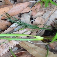 Unidentified at Booderee National Park1 - 3 Oct 2018 by MeenaS