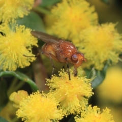 Lauxaniidae (family) (Unidentified lauxaniid fly) at Acton, ACT - 2 Oct 2018 by TimL