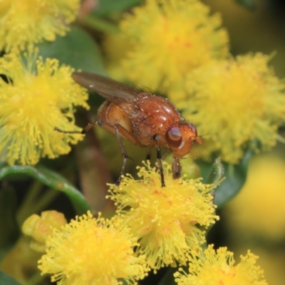 Lauxaniidae (family) (Unidentified lauxaniid fly) at ANBG - 2 Oct 2018 by TimL