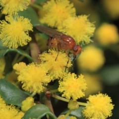 Lauxaniidae (family) at Acton, ACT - 2 Oct 2018 12:35 PM