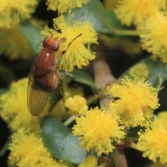 Lauxaniidae (family) at Acton, ACT - 2 Oct 2018 12:35 PM