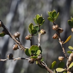 Leptospermum micromyrtus (Button Tea-tree) at Brindabella National Park - 13 Sep 2018 by KenT