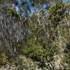 Leptospermum micromyrtus at Brindabella National Park - 13 Sep 2018