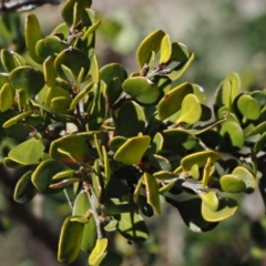 Leptospermum micromyrtus at Brindabella National Park - 13 Sep 2018 11:56 AM