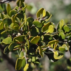 Leptospermum micromyrtus at Brindabella National Park - 13 Sep 2018
