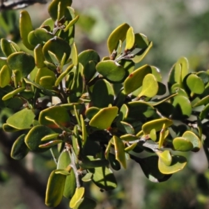 Leptospermum micromyrtus at Brindabella National Park - 13 Sep 2018 11:56 AM