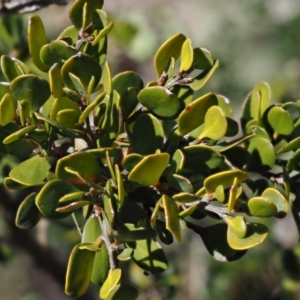 Leptospermum micromyrtus at Brindabella National Park - 13 Sep 2018