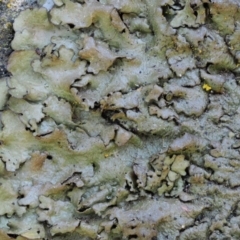 Parmeliaceae (family) (A lichen family) at Namadgi National Park - 13 Sep 2018 by KenT