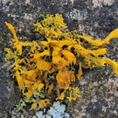 Teloschistes sp. (genus) (A lichen) at Uriarra, ACT - 13 Sep 2018 by KenT