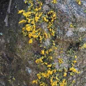 Teloschistes sp. (genus) at Uriarra, ACT - 13 Sep 2018