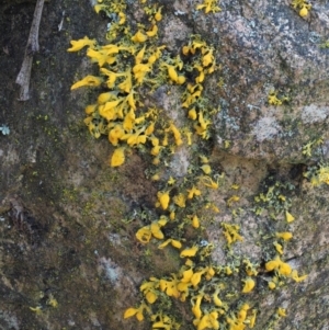 Teloschistes sp. (genus) at Uriarra, ACT - 13 Sep 2018 12:29 PM