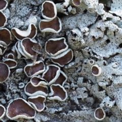 Parmeliaceae (family) (A lichen family) at Uriarra, ACT - 13 Sep 2018 by KenT