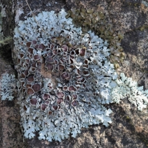 Parmeliaceae (family) at Uriarra, ACT - 13 Sep 2018