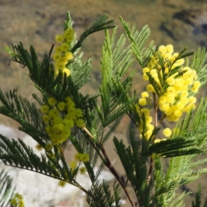 Acacia decurrens at Paddys River, ACT - 21 Sep 2018 12:43 PM