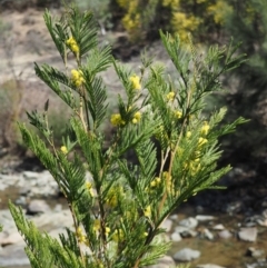 Acacia decurrens at Paddys River, ACT - 21 Sep 2018