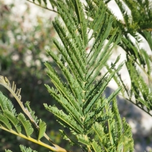 Acacia decurrens at Paddys River, ACT - 21 Sep 2018