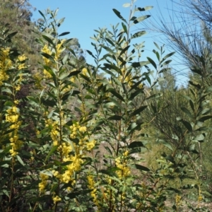 Acacia rubida at Paddys River, ACT - 21 Sep 2018 12:17 PM