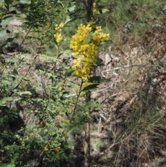 Acacia rubida at Paddys River, ACT - 21 Sep 2018 12:17 PM