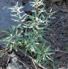 Lomatia myricoides (River Lomatia) at Paddys River, ACT - 21 Sep 2018 by KenT