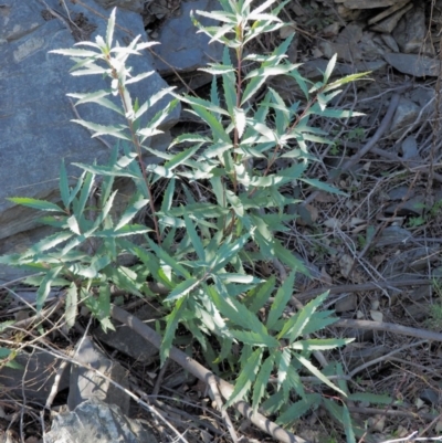 Lomatia myricoides (River Lomatia) at Paddys River, ACT - 21 Sep 2018 by KenT