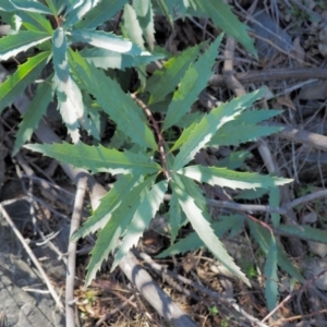 Lomatia myricoides at Paddys River, ACT - 21 Sep 2018