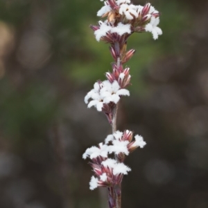 Leucopogon microphyllus var. pilibundus at Tennent, ACT - 10 Sep 2018