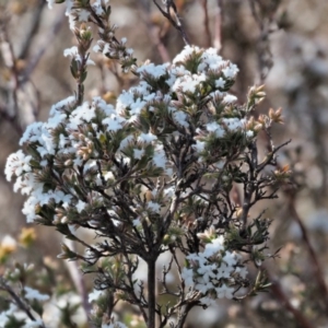 Leucopogon microphyllus var. pilibundus at Tennent, ACT - 10 Sep 2018