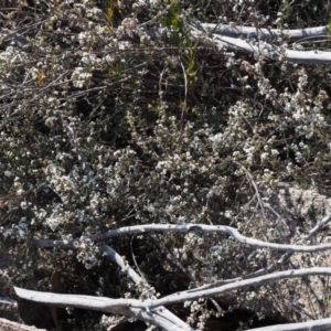 Leucopogon microphyllus var. pilibundus at Tennent, ACT - 10 Sep 2018