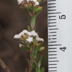 Leucopogon microphyllus var. pilibundus at Tennent, ACT - 10 Sep 2018