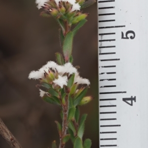 Leucopogon microphyllus var. pilibundus at Tennent, ACT - 10 Sep 2018