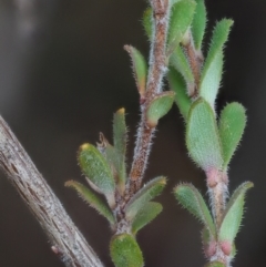 Leucopogon microphyllus var. pilibundus at Tennent, ACT - 10 Sep 2018