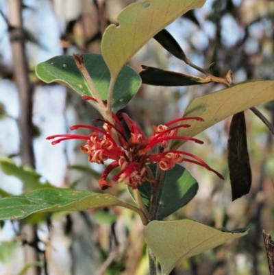 Grevillea oxyantha subsp. oxyantha (Kybean Grevillea) at Tennent, ACT - 10 Sep 2018 by KenT